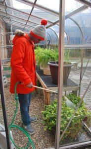 Student worker in a greenhouse